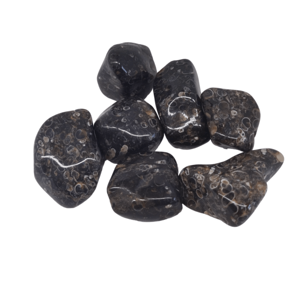 TURRITELLA AGATE 30-45MM