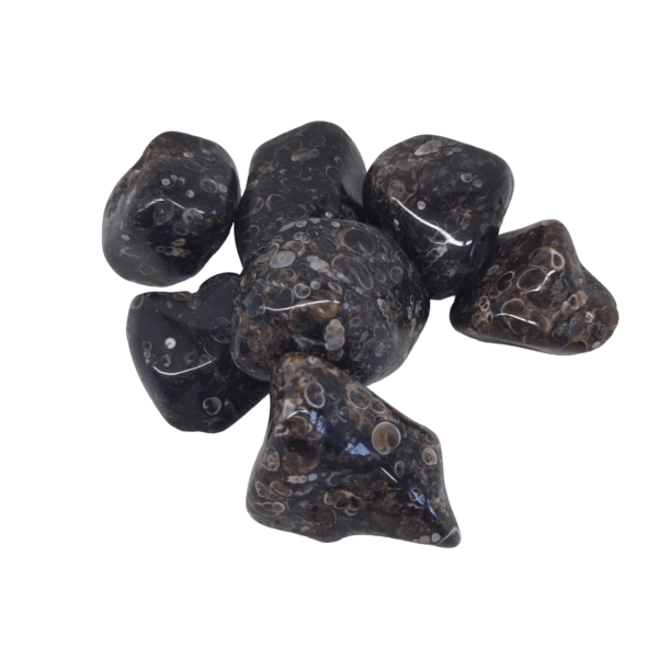 TURRITELLA AGATE 30-45MM