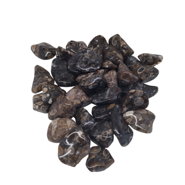 TURRITELLA AGATE QUARTZ CRYSTAL TUMBLE