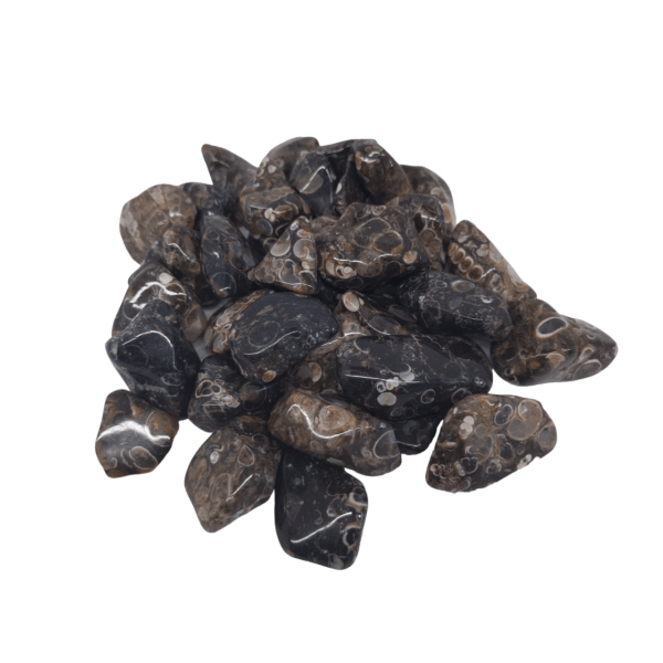 TURRITELLA AGATE QUARTZ CRYSTAL TUMBLE